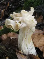 herbstlorchel_450x600.webp