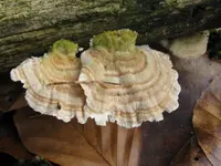 009_800x600.webp