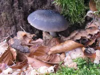 021_800x600.webp