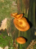037_450x600.webp