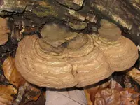 042_800x600.webp