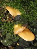 053_450x600.webp