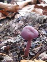 lacktrichterling_450x600.webp