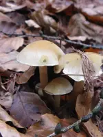 rauchblättriger schwefelkopf_450x600.webp