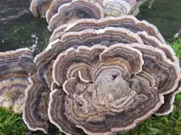 schmetterlingstramete_800x600.webp