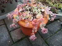 2015-12-06 16.07.07.webp