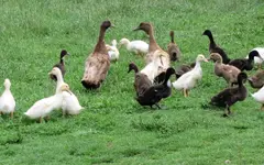 IMG_7460v.webp