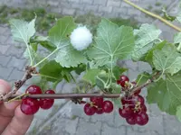 P1450488.webp