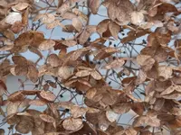 DSCF6210.webp