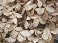DSCF6209.webp