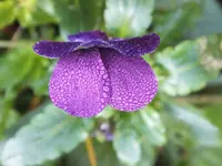DSCF6305.webp