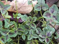 DSCF6345.webp