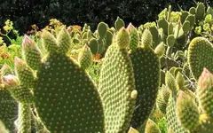 Copy of IMG_5945v.webp
