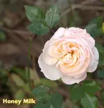 _MG_9918.webp