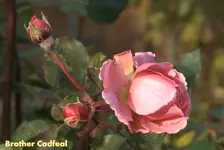 _MG_9924.webp