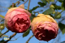 _MG_9926.webp