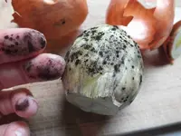 DSCF6166.webp