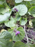 DSCF6197.JPG