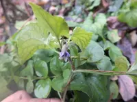 DSCF6254.webp