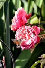 DSC_9145.webp