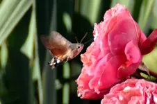 DSC_9130A.webp