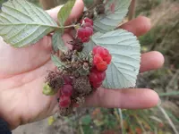 DSCF6279.webp