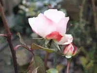DSCF6484.webp