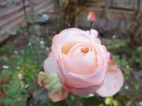 DSCF6491.webp