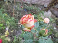 DSCF6480.webp