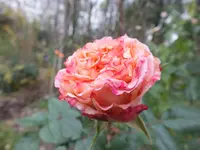 DSCF6471.webp