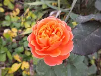 DSCF6468.webp