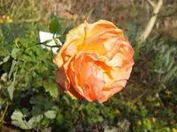 DSCF6325.webp