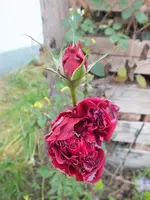 DSCF6285.webp