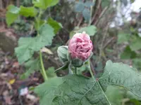DSCF6263.webp