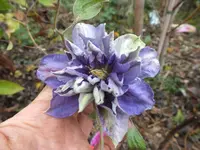 DSCF6258.webp