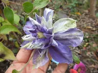 DSCF6259.webp