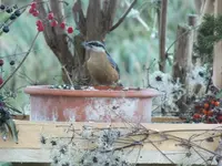 DSCF6445.webp