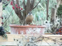 DSCF6446.webp