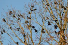 DSC_9431x.webp