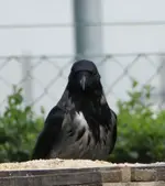 krähe (15).webp