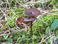 DSCN9750.webp