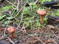 DSCN9755.webp