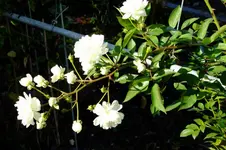 DSCF3136.webp