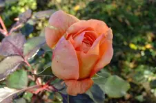 DSCF3137.webp