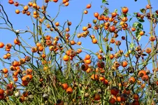 DSCF3129.webp