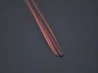 Fotos mit Rehen und Kakteen 027.webp