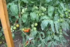 IMG_7343.webp
