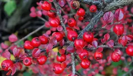 red (64).webp