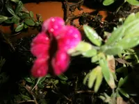 PC110933.webp