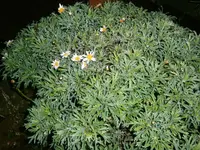 PC110940.webp